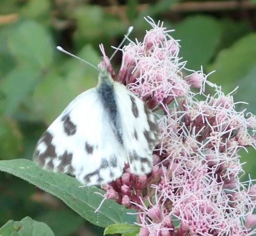 Réf. 150 897 : Pontia daplidice