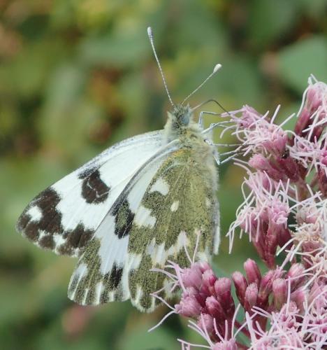 Réf. 150 896 : Pontia daplidice