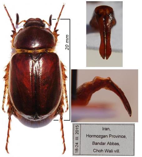 Pachydeminae
