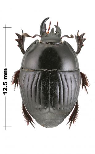 Réf. 150 645 : Pachylister caffer