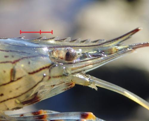 Palaemon serratus