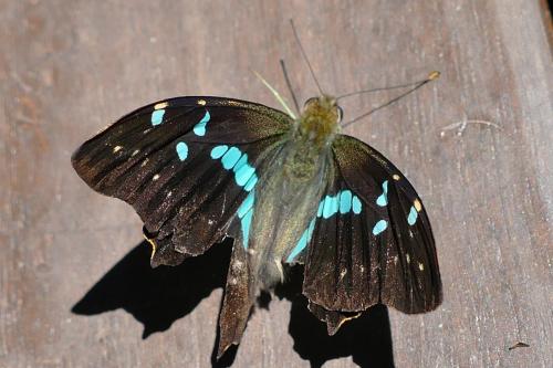 Réf. 150 819 : Graphium gelon