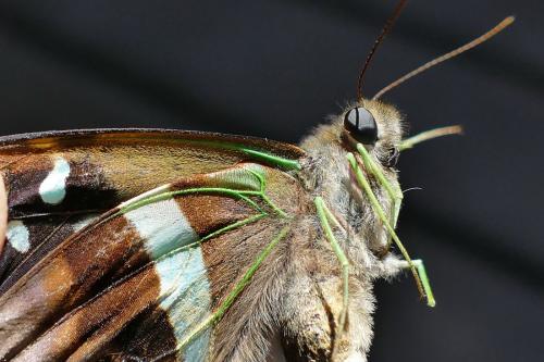 Réf. 150 820 : Graphium gelon