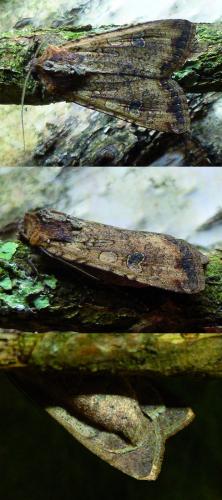 Réf. 150 116 : Peridroma saucia