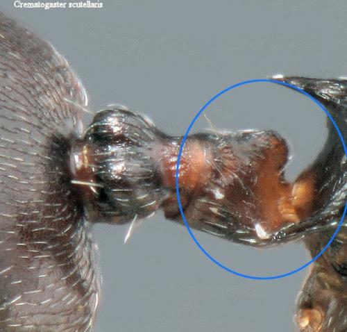 Réf. 150 020 : Crematogaster scutellaris