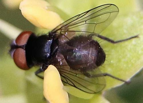 Phasia barbifrons