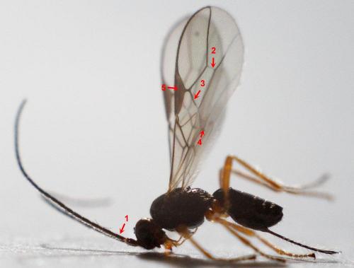 Réf. 150 264 : Alysiinae inconnu