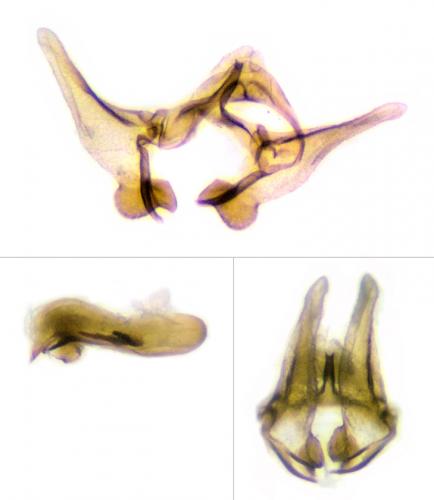 Phalonidia manniana