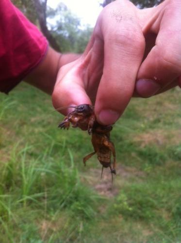 Gryllotalpa sp.