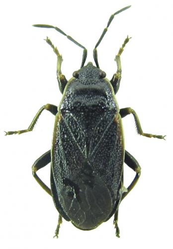 Réf. 150 070 : Pyrrhocoris marginatus