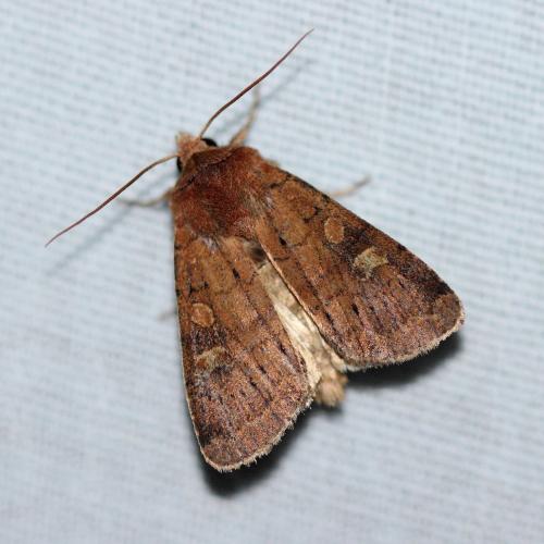 Réf. 150 371 : Xestia xanthographa