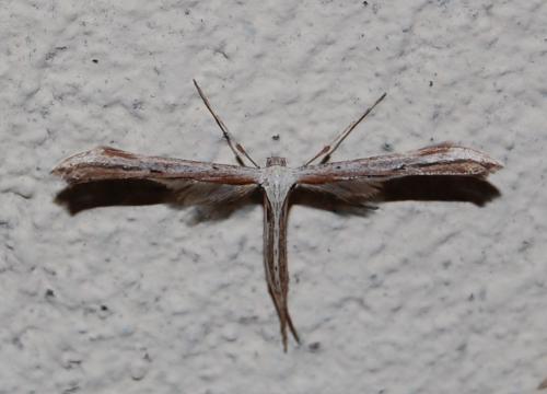 Emmelina monodactyla