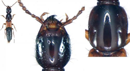 Réf. 150 986 : Othius punctulatus