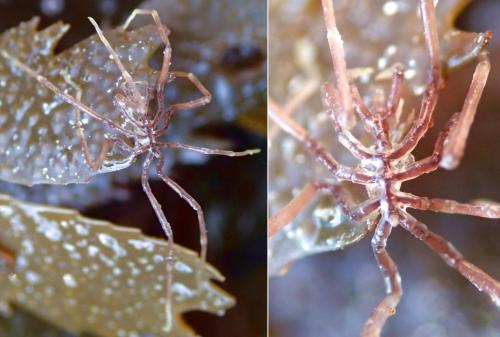 Nymphon gracile