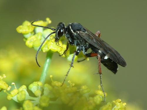 Episyron rufipes