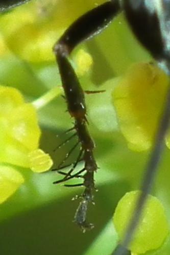 Episyron rufipes