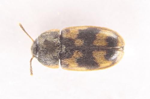 Réf. 150 841 : Litargus connexus