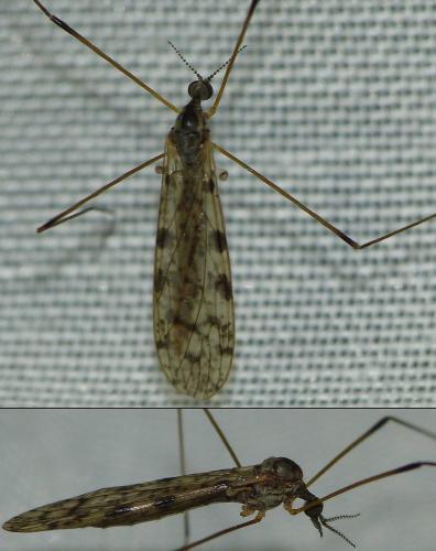 Réf. 150 721 : Rhipidia maculata