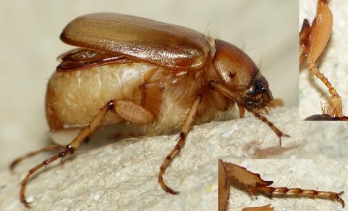 Rhizotrogus marginipes