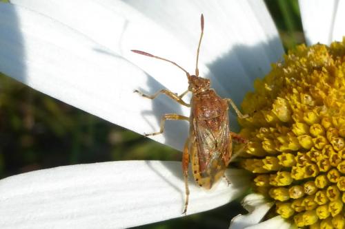 Réf. 150 603 : Stictopleurus sp.