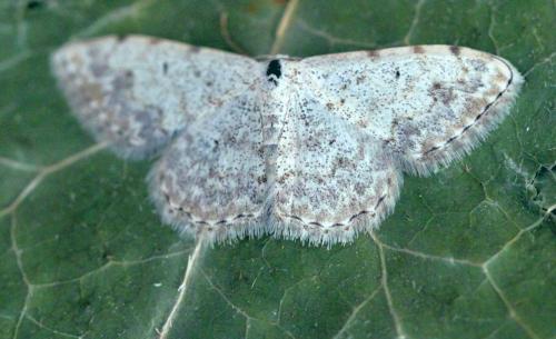 Réf. 150 028 : Scopula submutata
