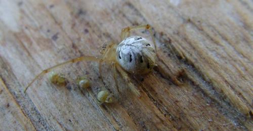 Réf. 150 433 : Phylloneta sp.