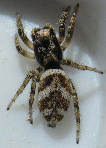 Réf. 150 445 : Salticus scenicus