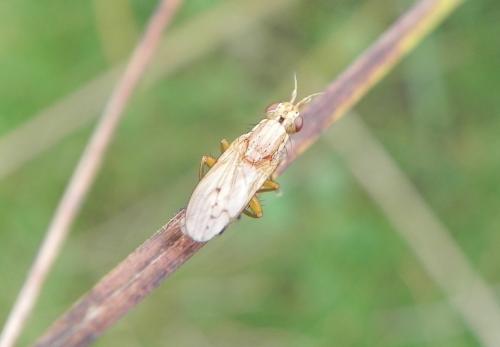 Réf. 150 691 : Ilione albiseta