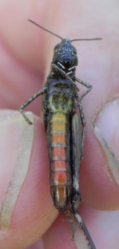 Omocestus rufipes
