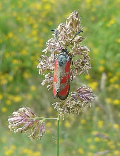 Réf. 150 885 : Zygaena loti