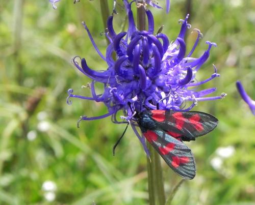 Zygaena filipendulae