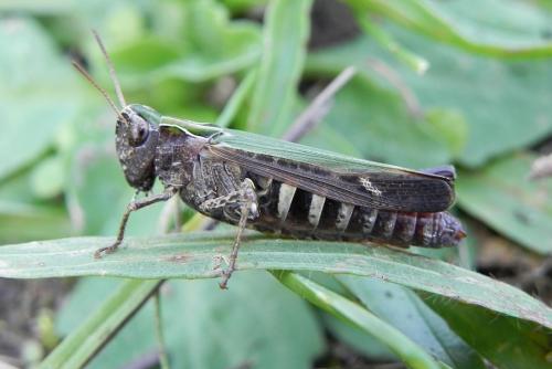 Réf. 150 977 : Omocestus rufipes