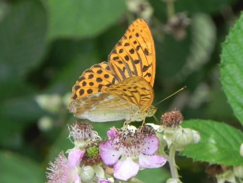 Réf. 150 847 : Argynnis paphia
