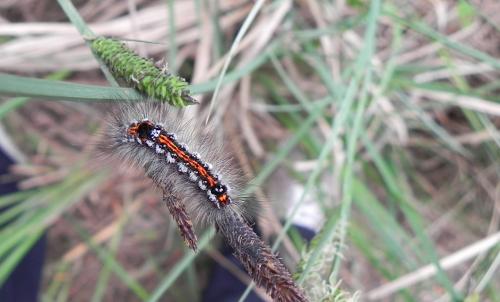 Euproctis similis