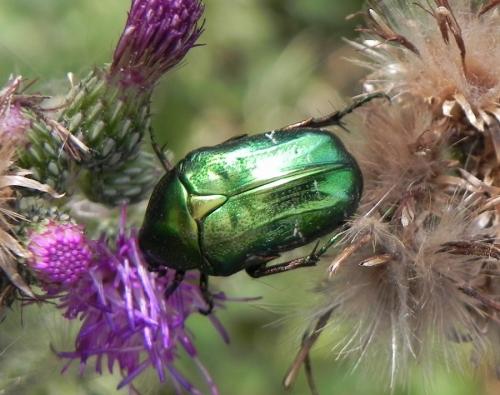 Cetonia aurata aurata