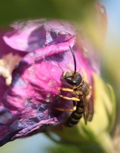 Halictus sp.