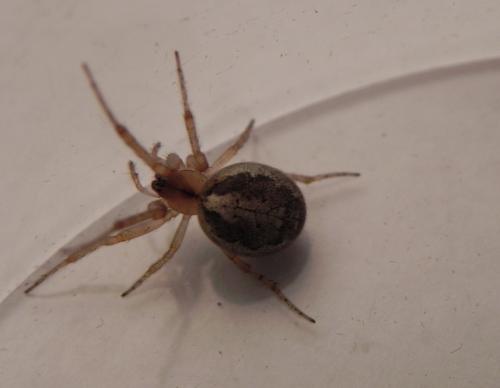 Zygiella x-notata