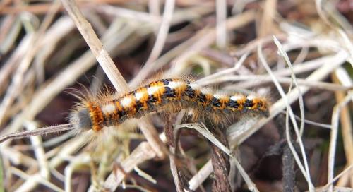 Lasiocampa quercus