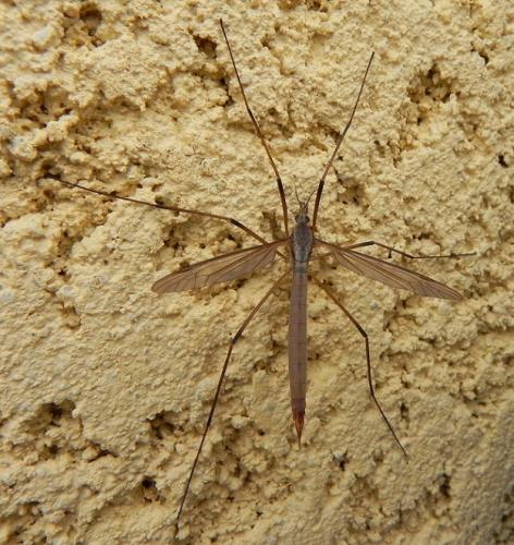 Tipula paludosa