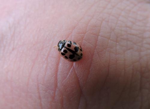 Oenopia conglobata