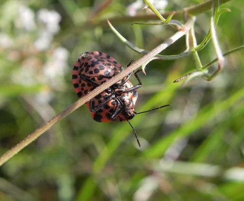 Graphosoma italicum