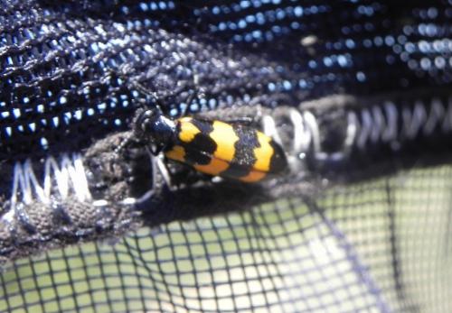 Mylabris variabilis
