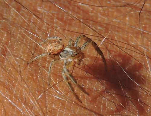 Xysticus sp.