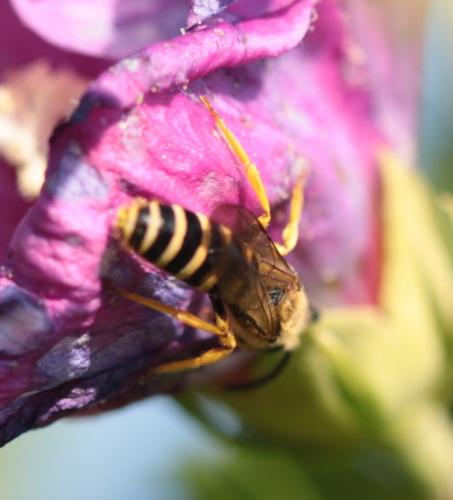 Halictus sp.