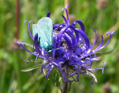 Réf. 150 485 : Adscita sp.