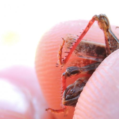 Calliptamus barbarus barbarus