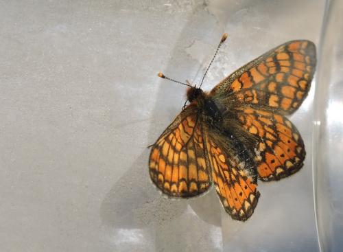 Réf. 150 293 : Euphydryas aurinia