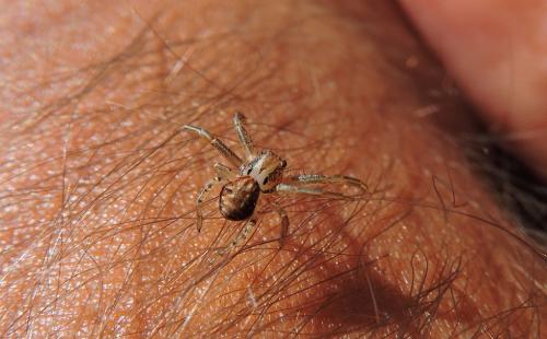 Xysticus sp.
