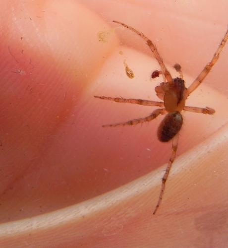Zygiella x-notata