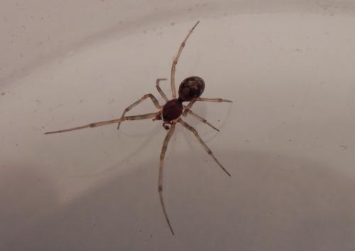 Steatoda triangulosa